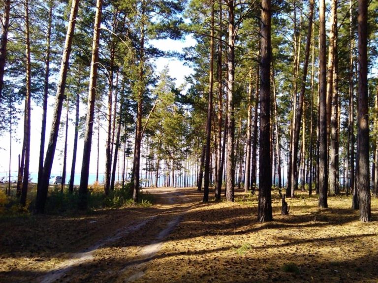 Караканский бор фото в новосибирской области