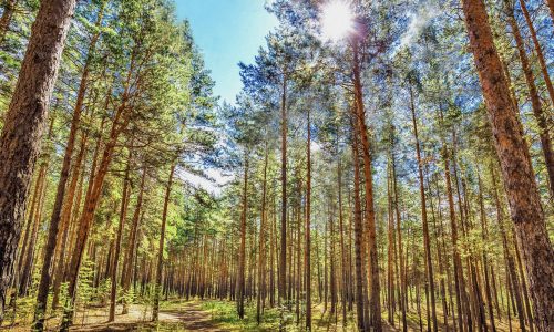 Karakansky,Pine,Forest.,Novosibirsk,Region,,Western,Siberia,,Russia