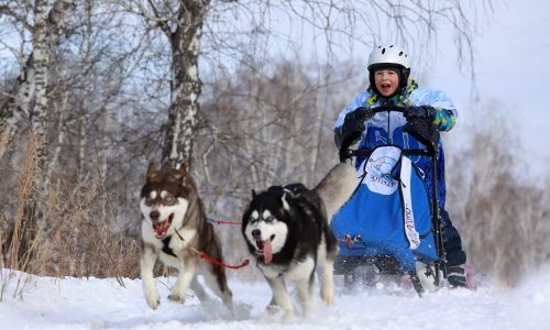 Novosibirsk,,Russia-february,23,,2019:,A,Child,Rides,A,Dog,Sled